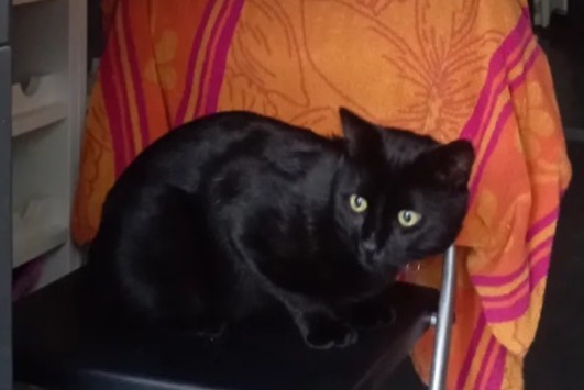 Alerte Disparition Chat Mâle , 2 ans Koekelberg Belgique