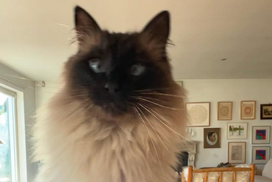 Alerte Disparition Chat  Mâle , 5 ans Beersel Belgique