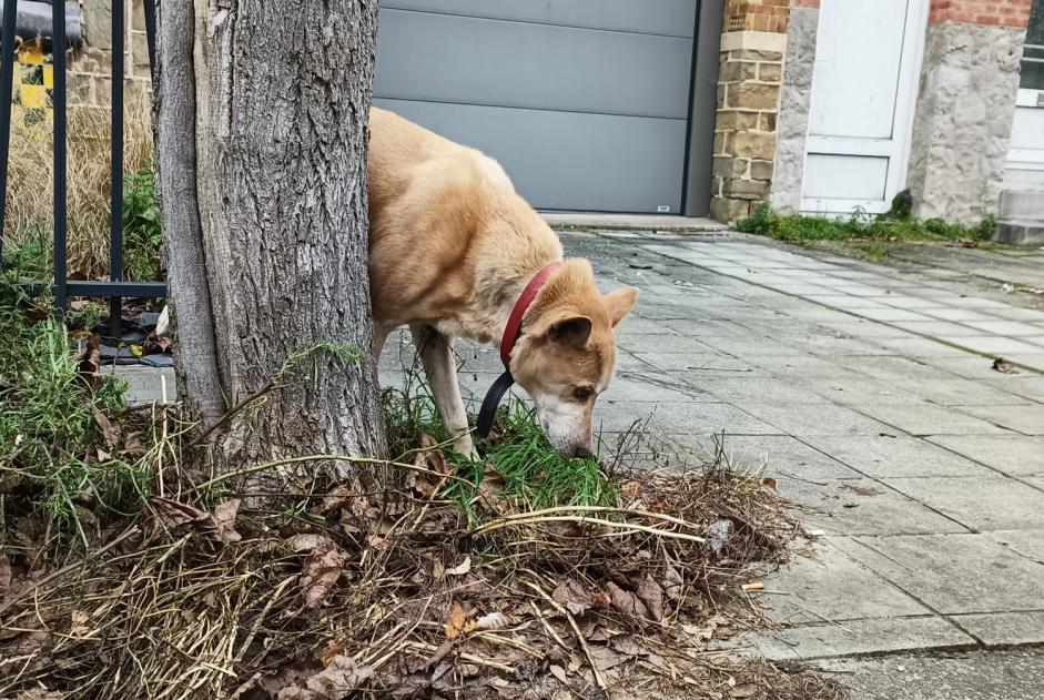 Alerte Découverte Chien croisement Inconnu Namur Belgique