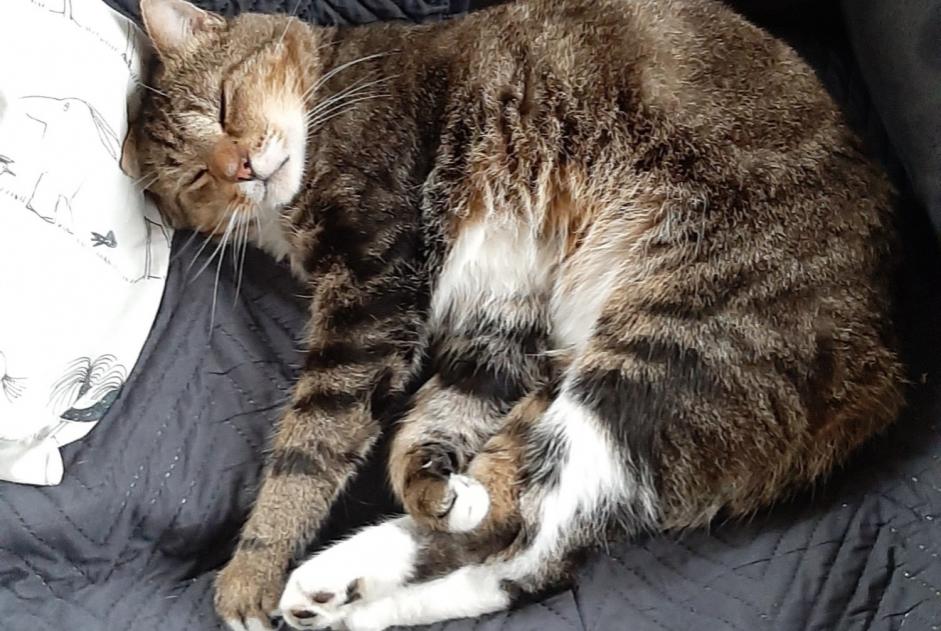 Alerte Disparition Chat  Mâle , 5 ans Soignies Belgique