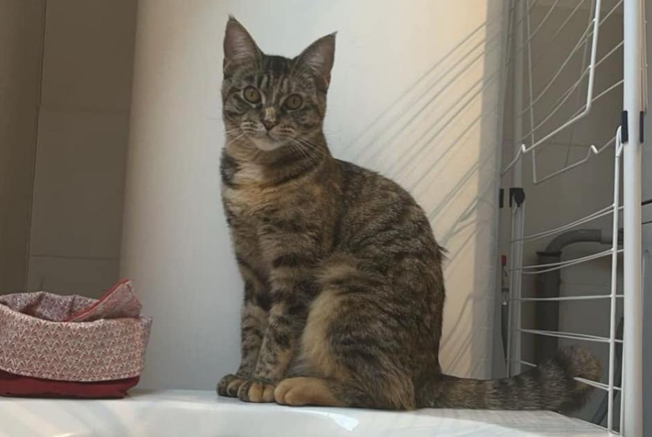 Alerte Disparition Chat croisement Femelle , 1 ans Soignies Belgique