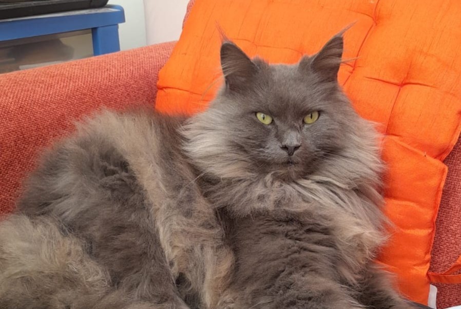 Alerte Disparition Chat  Femelle , 3 ans Walhain Belgique