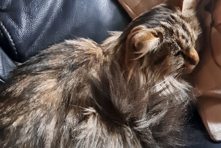 Alerte Disparition Chat croisement Femelle , 6 ans Courcelles Belgique