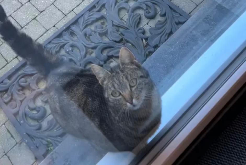 Alerte Découverte Chat Femelle , 5 ans Boussu Belgique