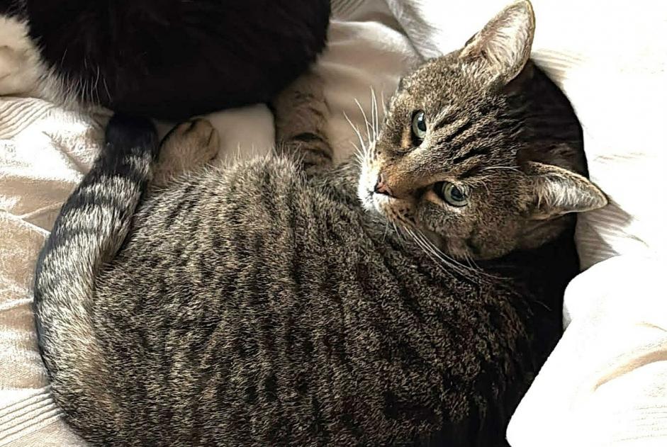 Alerte Disparition Chat Mâle , 12 ans Ixelles Belgique