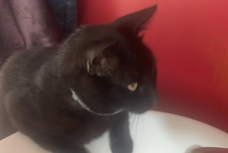 Alerte Disparition Chat  Mâle , 7 ans Asse Belgique