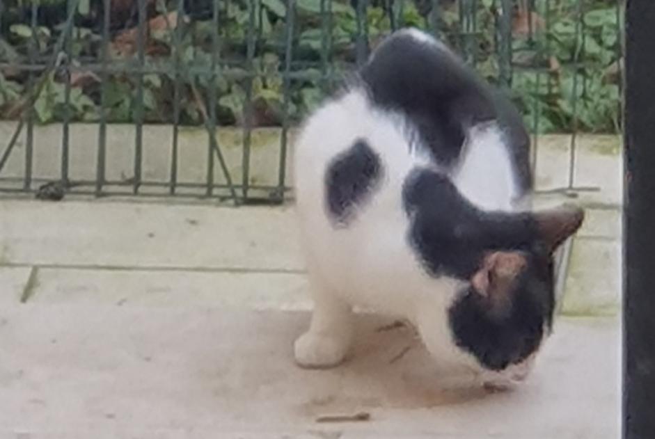 Alerte Découverte Chat Mâle Ixelles Belgique