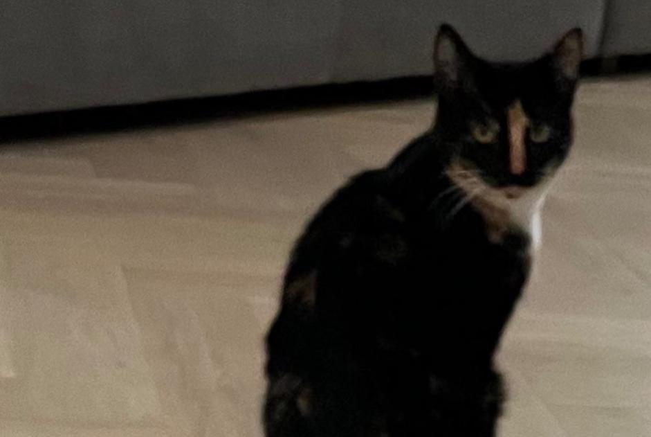 Alerte Disparition Chat Femelle , 2 ans Rixensart Belgique