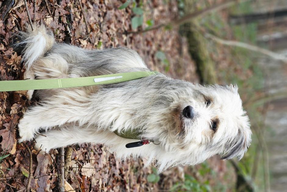 Alerte Disparition Chien Mâle , 1 ans Namur Belgique