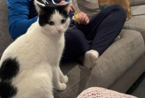 Alerte Disparition Chat Mâle , 2 ans Anderlues Belgique