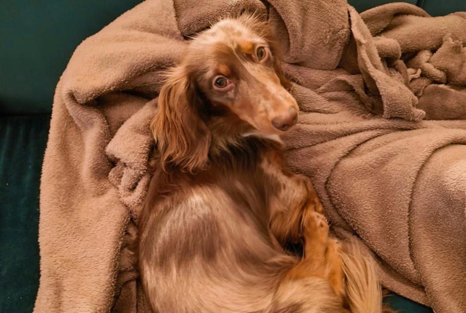 Alerte Disparition Chien  Mâle , 1 ans Neupré Belgique