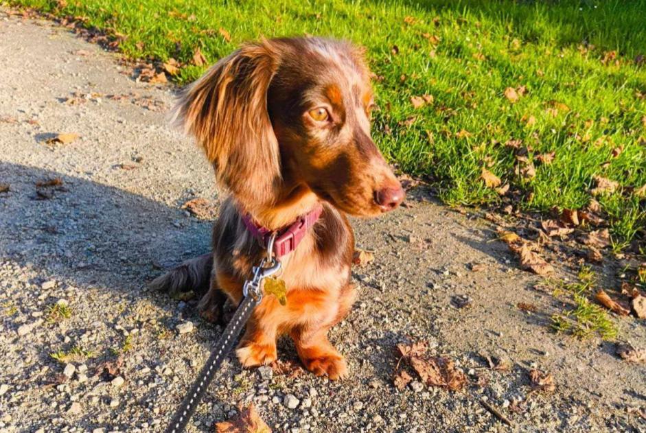 Alerte Disparition Chien  Mâle , 1 ans Neupré Belgique