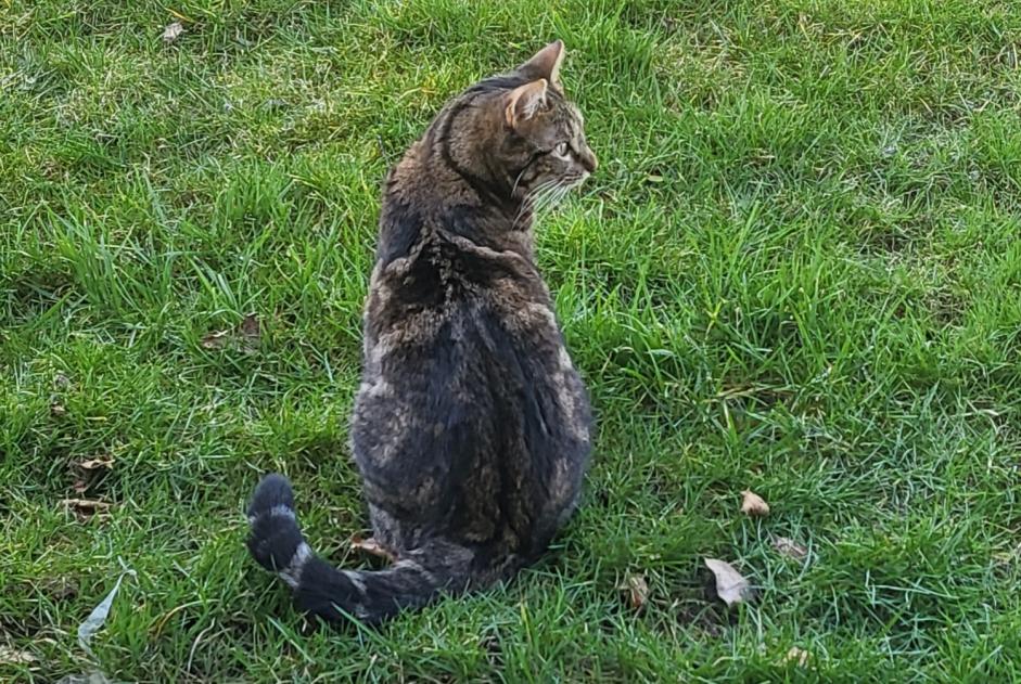 Alerte Disparition Chat  Mâle , 3 ans Nandrin Belgique