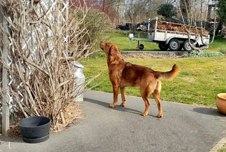 Alerte Découverte Chien Mâle Stoumont Belgique