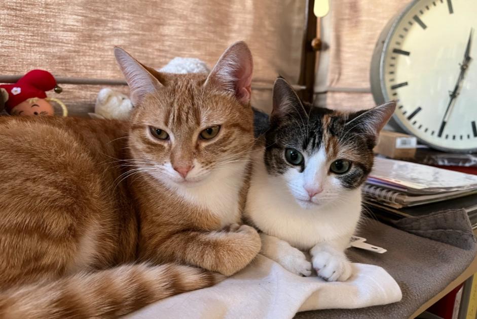 Alerte Disparition Chat croisement Mâle , 1 ans Namur Belgique