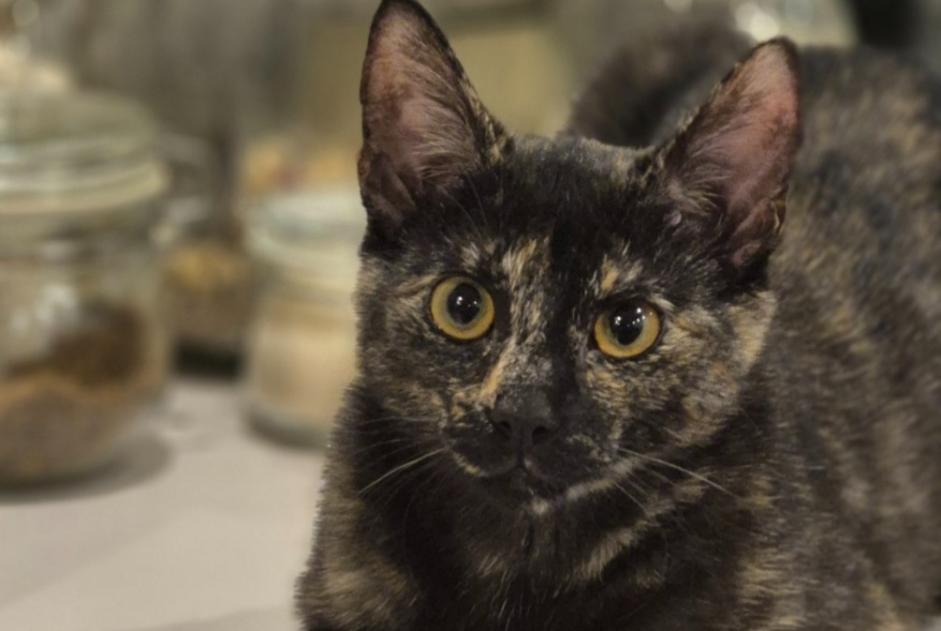 Alerte Disparition Chat croisement Femelle , 1 ans Braine-le-Comte Belgique