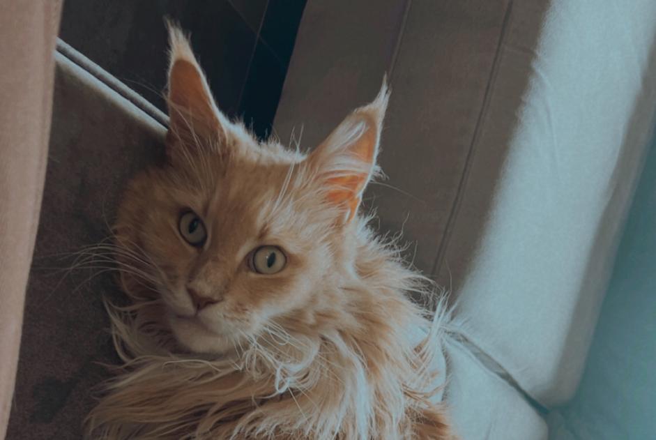 Alerte Disparition Chat  Mâle , 6 ans Ans Belgique