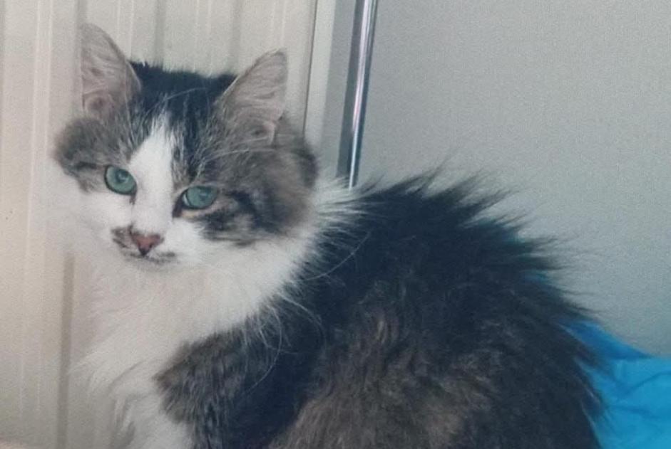 Alerte Disparition Chat Mâle , 8 ans Flémalle Belgique