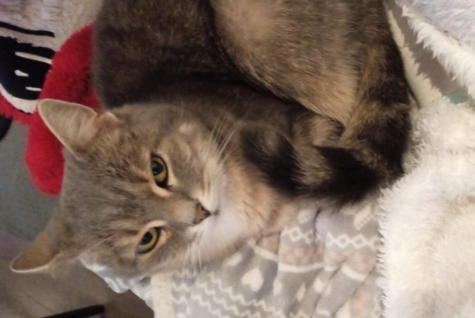 Alerte Disparition Chat Femelle , 12 ans Dinant Belgique