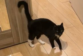 Alerte Disparition Chat Mâle , 14 ans Zemst Belgique
