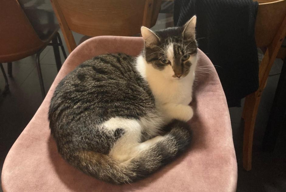 Alerte Disparition Chat  Mâle , 4 ans Mechelen Belgique