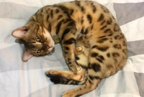 Alerte Disparition Chat  Mâle , 4 ans Ans Belgique