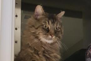 Alerte Disparition Chat croisement Femelle , 6 ans Belvédère-Campomoro France