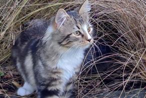 Alerte Disparition Chat croisement Femelle , 2025 ans Jodoigne Belgique