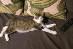 Alerte Découverte Chat Inconnu , Entre 1 et 3 mois Vresse-sur-Semois Belgique