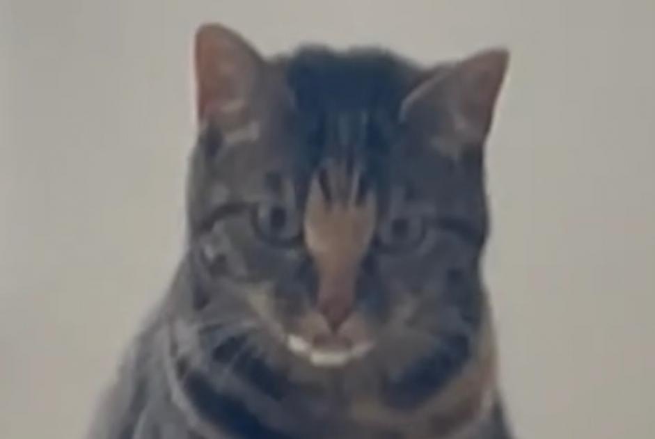 Alerte Disparition Chat Femelle , 3 ans Charleroi Belgique