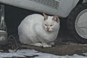 Alerte Découverte Chat Inconnu Mons Belgique