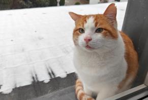 Alerte Découverte Chat Inconnu Malmedy Belgique
