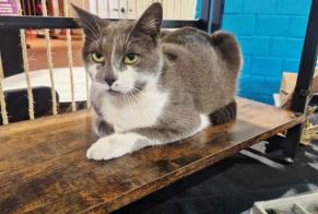 Alerte Disparition Chat Mâle , 4 ans La Louvière Belgique