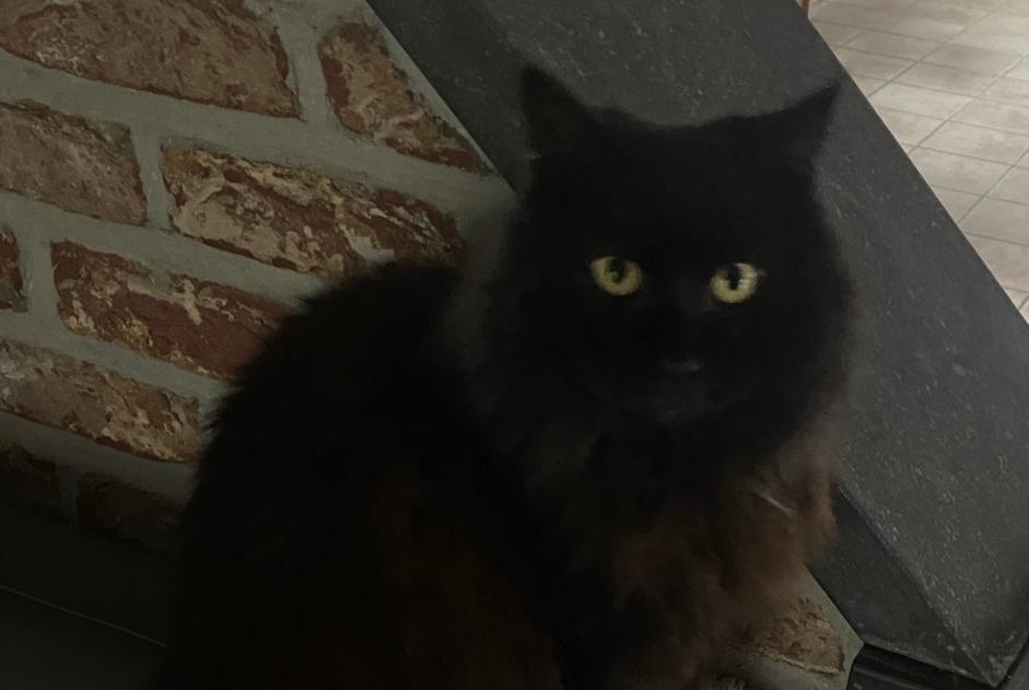 Chat Disparu à Saint-Ghislain (Hainaut, Belgique) - alerte disparition Pet Alert n° 360436