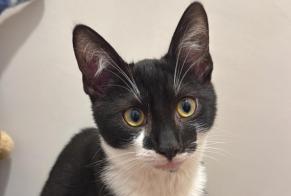 Alerte Disparition Chat croisement Mâle , 1 ans Arlon Belgique