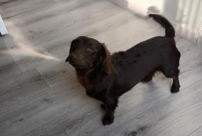 Alerte Disparition Chien  Femelle , 1 ans Charleroi Belgique