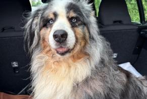 Alerte Découverte Chien  Inconnu Arlon Belgique