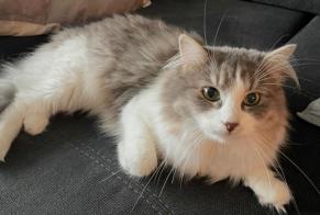 Alerte Disparition Chat croisement Femelle , 4 ans Mons Belgique