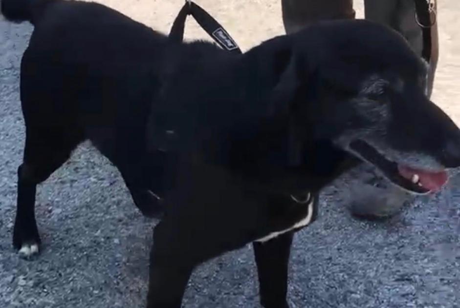 Chien Disparu à Rhode-Saint-Genèse (Brabant flamand, Belgique) - alerte disparition Pet Alert n° 368783