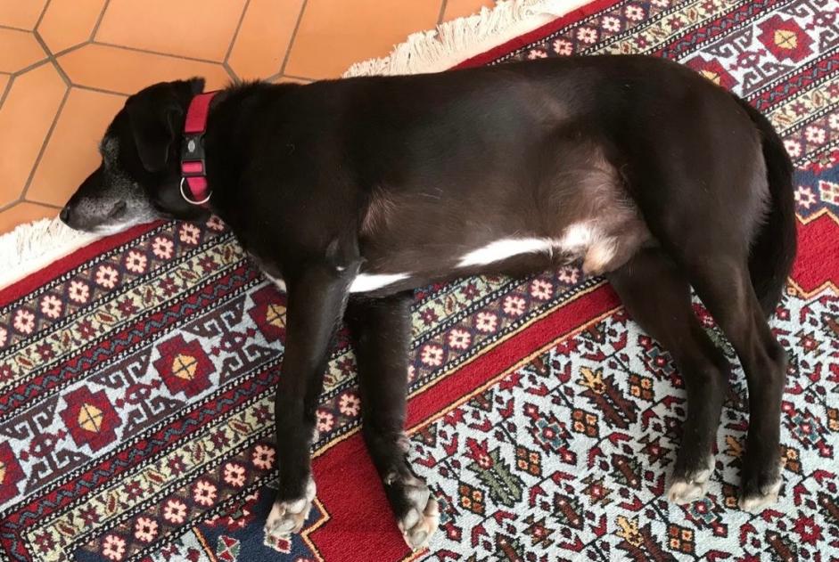 Chien Disparu à Rhode-Saint-Genèse (Brabant flamand, Belgique) - alerte disparition Pet Alert n° 368783
