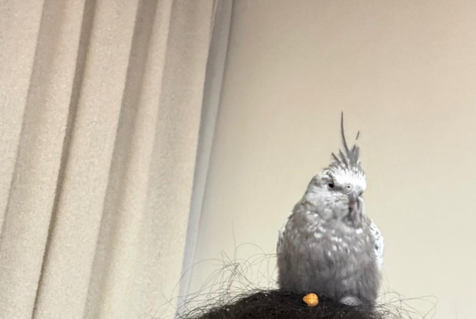 Oiseau Trouvé à Bruxelles (Bruxelles, Belgique) - alerte découverte Pet Alert n° 373644
