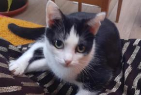 Alerte Disparition Chat Femelle , 0 ans Gent Belgique