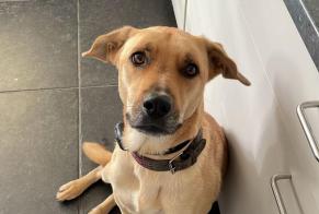 Alerte Disparition Chien croisement Mâle , 3 ans Bocholt Belgique