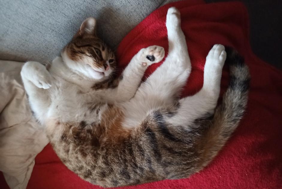 Avviso scomparsa Gatto Maschio , 2 anni Doische Belgio