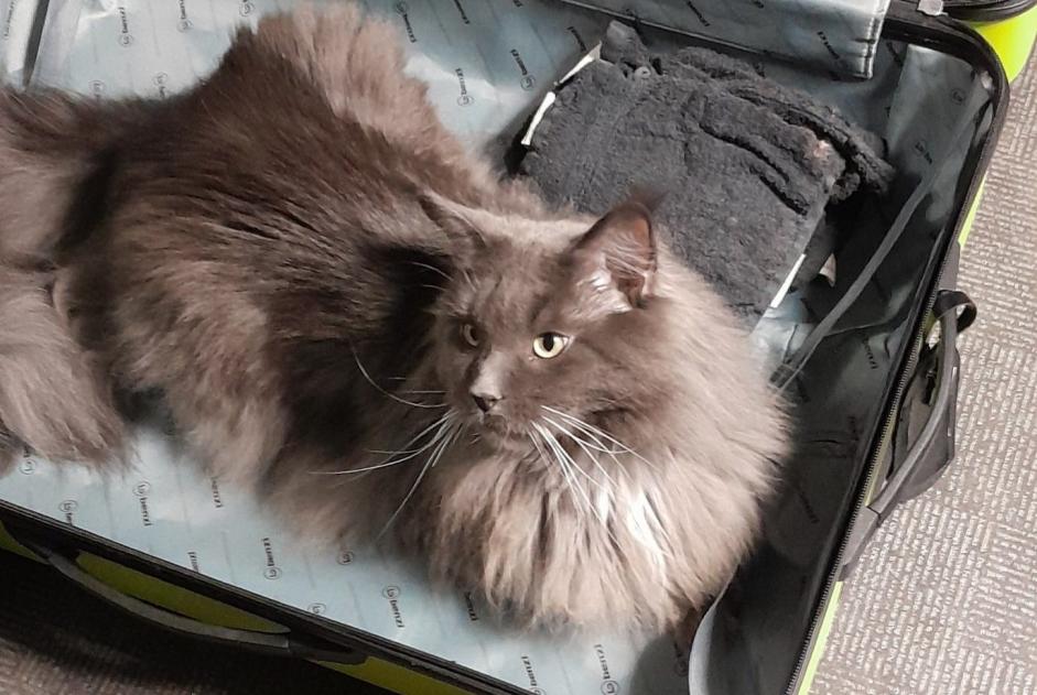 Avviso scomparsa Gatto  Maschio , 3 anni Vorselaar Belgio