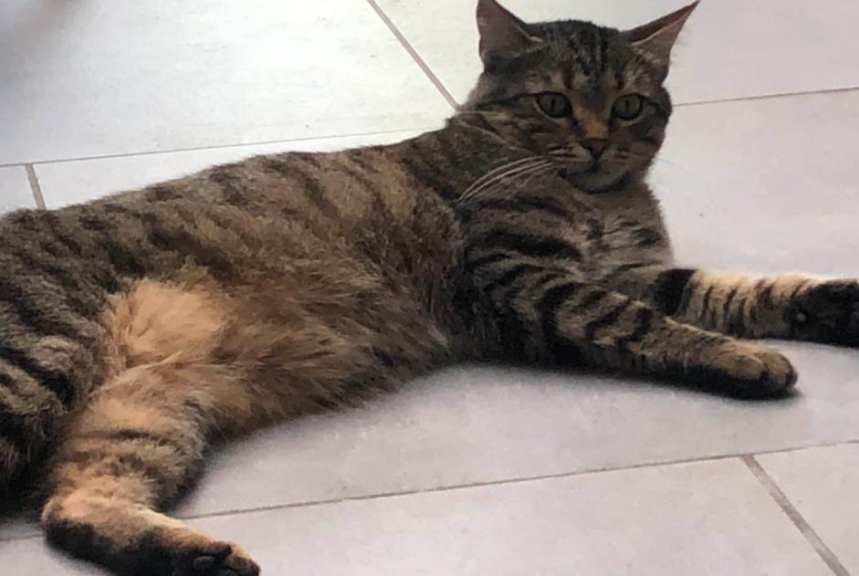 Avviso scomparsa Gatto  Maschio , 3 anni Mouscron Belgio