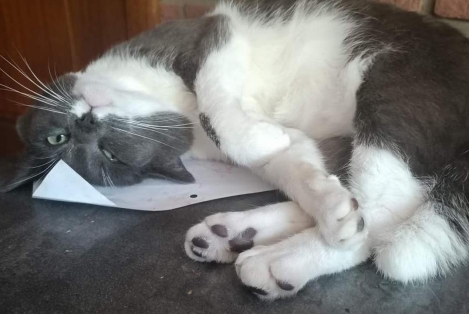 Avviso scomparsa Gatto incrocio di razze Maschio , 4 anni Dison Belgio