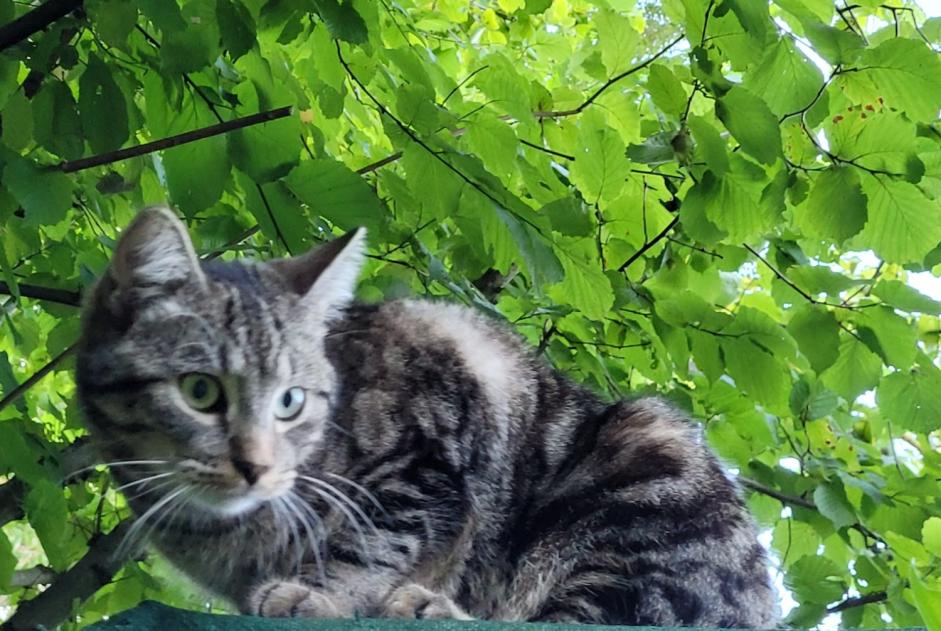 Avviso scomparsa Gatto incrocio di razze Maschio , 1 anni Ottignies-Louvain-la-Neuve Belgio