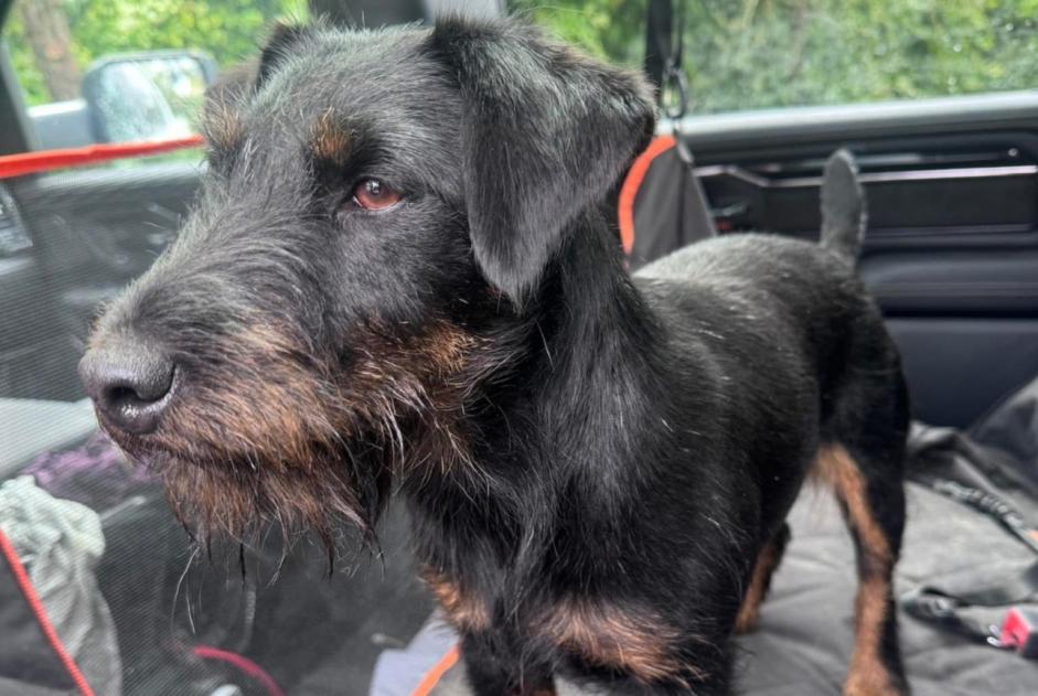 Avviso scomparsa Cane  Femmina , 3 anni Frasnes-lez-Anvaing Belgio