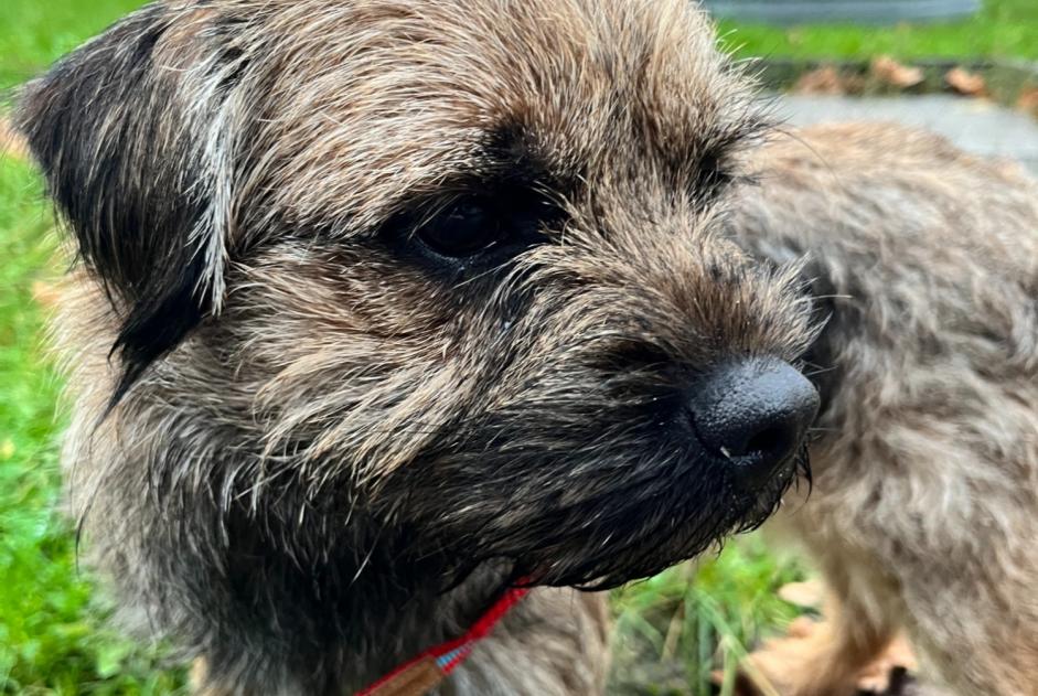 Avviso scomparsa Cane  Maschio , 1 anni Bruxelles Belgio